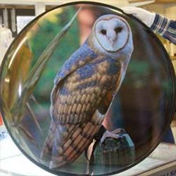 Barn Owl Wheel Covering